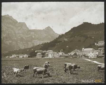 Troupeau de vaches (Engelberg)
